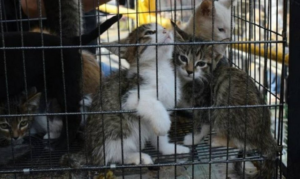 Denuncian matanza violenta de gatos en Barquisimeto