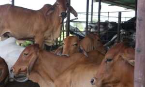 Fedenaga: Producción nacional abastece demanda de carne en el país