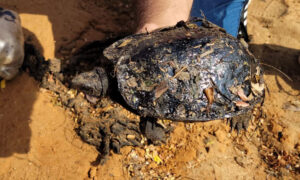 Ambientalistas atienden 22 animales “petrolizados” en el Lago en 2023