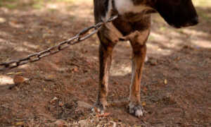 MP sancionará maltrato animal con multas y hasta 6 años de cárcel