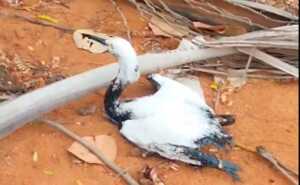 Rescatan una garza petrolizada en playa de El Bajo