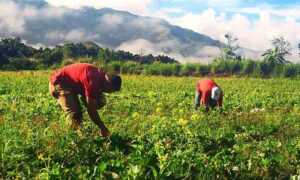 Fedeagro afirma que el sector mantiene su crecimiento pese a la crisis