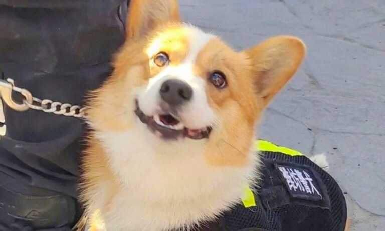 Fu Zai es el primer perro policía corgi de China