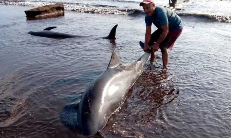 Hallan delfines varados a orillas de una playa en el estado Falcón