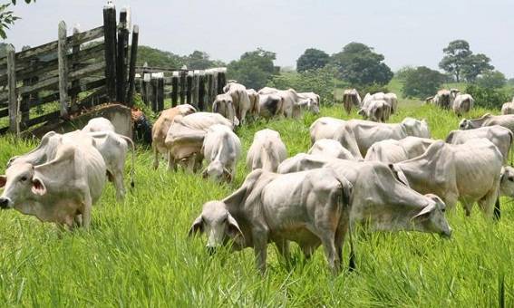 Gremio de productores denuncia invasión de tres fincas en Machiques