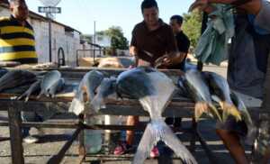 El pescado es más barato en Yaracuy y más caro en Táchira
