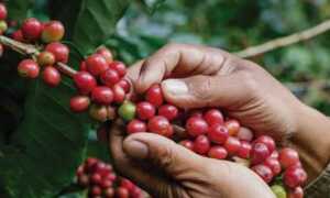 Alertan que producción de café es similar a la década de los años 60