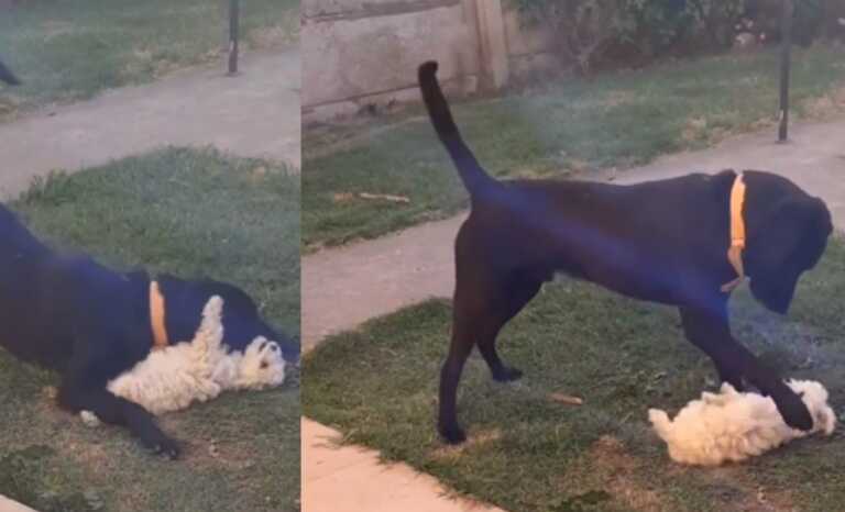 Enseñanza de perrito se hace viral