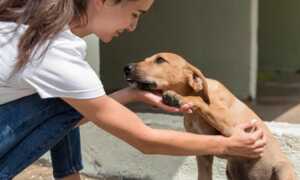 “Mestizos” son la última opción para quienes adoptan perros