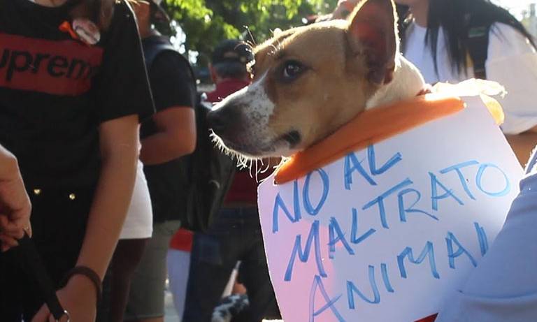 Consulta pública de ley contra el maltrato animal iniciará el 11 de marzo