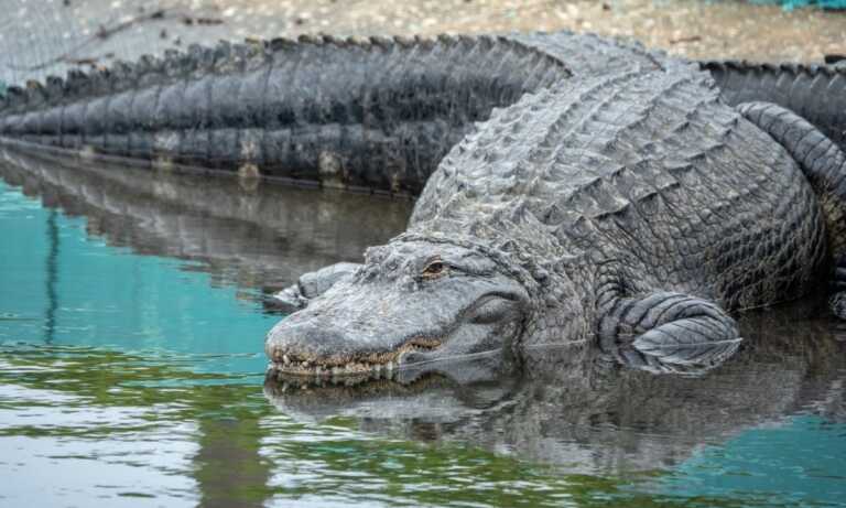 Niegan que gobierno de EE. UU. lanzó miles de cocodrilos al Río Bravo