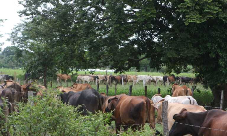 Fedenaga pide acelerar la Ley de Protección Agropecuaria