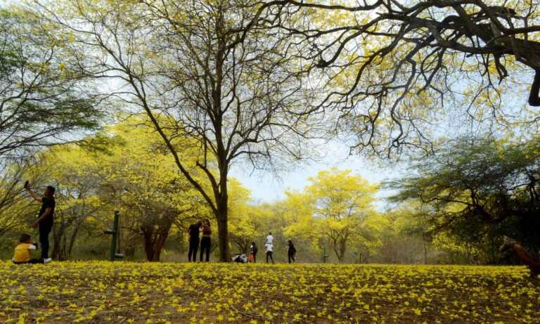 El amarillo adorna Maracaibo con la floración de curarires