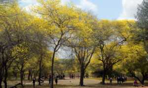 Primavera dorada permanecerá en el Jardín Botánico hasta el domingo