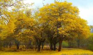 Curarires vestirán de amarillo el Jardín Botánico de Maracaibo