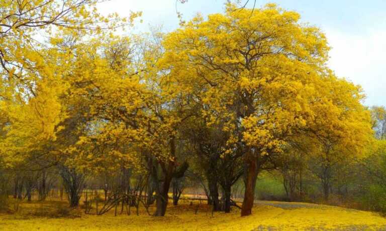 Curarires vestirán de amarillo el Jardín Botánico de Maracaibo