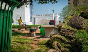 Alcaldía siembra mil metros de grama natural en la Plaza de la República