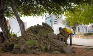 Llega la grama natural a la Plaza de la República