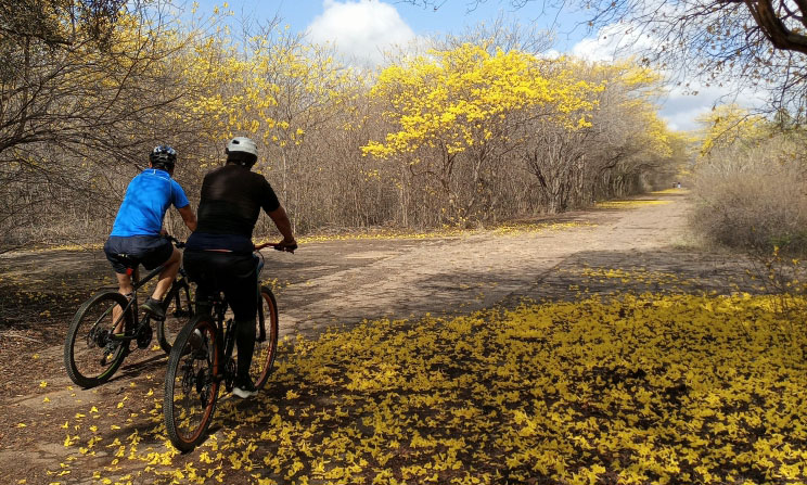 Floración de curarires comenzará este miércoles 24 de abril