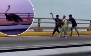 Capturan a dos avestruces que se escaparon en el Puente Sobre el Lago