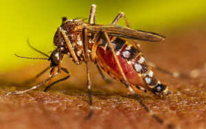 Maduro ofrece a Argentina apoyo para combatir el brote de dengue