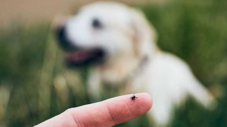 El inicio de las lluvias obliga a proteger la mascota de la plaga