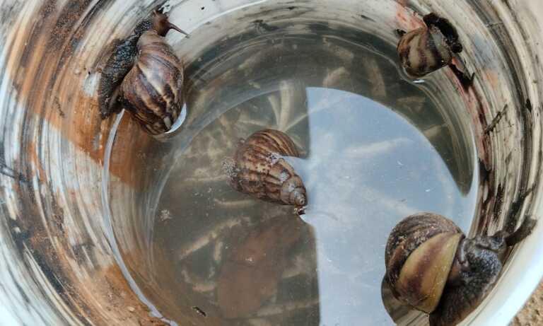 Caracol africano reaparece en Maracaibo y San Francisco tras las intensas lluvias