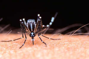 Contabilizan más de 8 millones de casos de dengue en Latinoamérica
