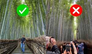 Descubre el mejor bosque de bambú de Japón