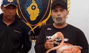 Rescatan y liberan a flamenco que se desplomó por un golpe de calor
