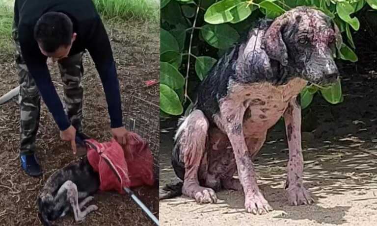 Rescatan a perro abandonado en isla del Lago de Maracaibo