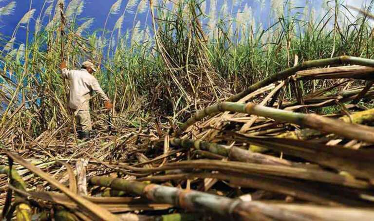 Cañicultores: Producción de azúcar crece un 91 % en cuatro años