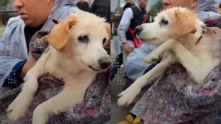 Perrito sigue “nadando” tras ser rescatado de inundación en Brasil