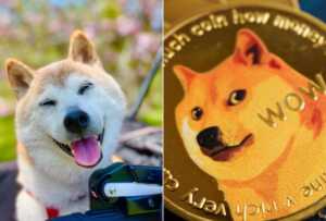 Muere a los 18 años perro meme y rostro de la criptomoneda Dogecoin