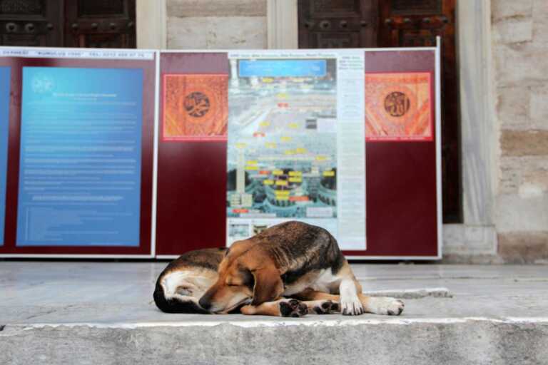 Turquía sacrificaría a 4 millones de perros callejeros si no se les encuentra dueño