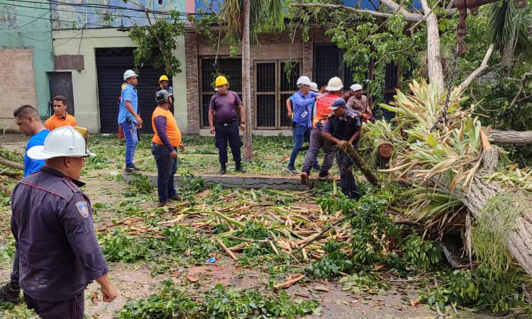 Caída de un árbol deja 2 muertos y 6 heridos en plaza Bolívar de Tucupita