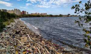 Veinticuatro oenegés alertan que opacidad estatal niega soluciones a la crisis ambiental