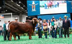 Criador de ganado venezolano gana premio en feria de Texas