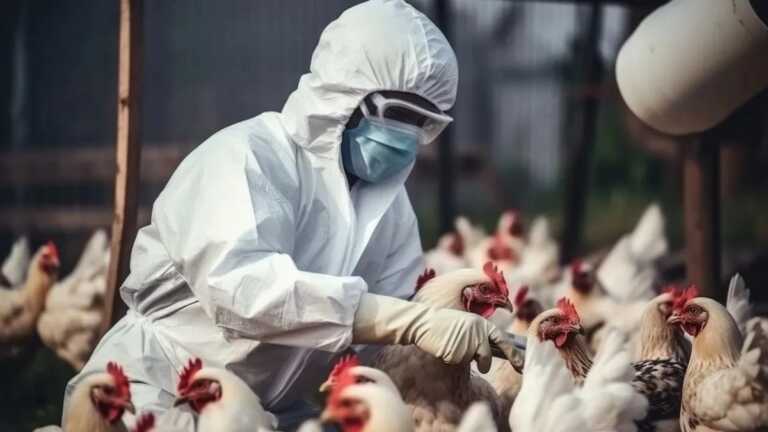 OMS pide estar alerta tras la primera muerte por gripe aviar