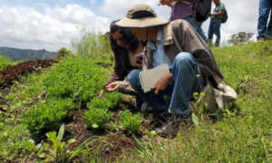 Salario promedio de ingenieros agrónomos es de USD$ 300 mensuales