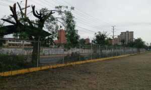 Denuncian tala de árboles en las inmediaciones del Universitario