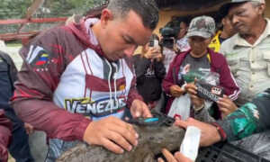 Liberan 136 caimanes del Orinoco para su conservación