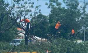 Denuncian tala indiscriminada de árboles en la C-1