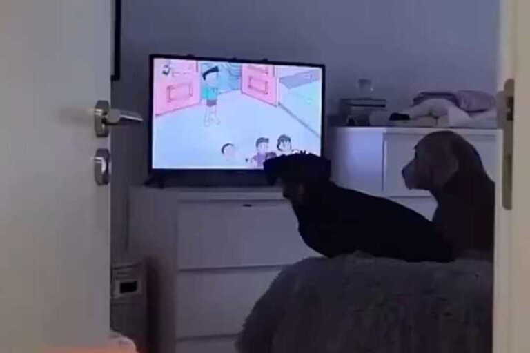Dos perros se enojan cuando les apagan el televisor mientras ven caricaturas