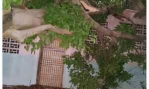 Suspenden clases en Escuela Carlos Rincón para recuperar instalaciones tras caída de árbol
