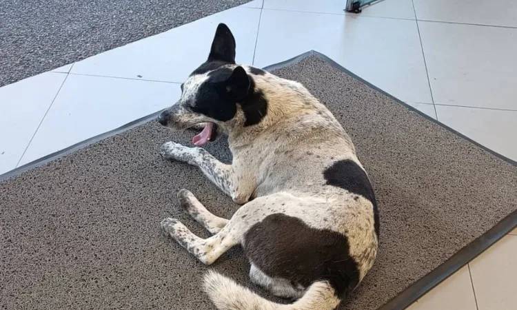 Ministerio Público investiga la desaparición del perro “Manchas” en Caracas