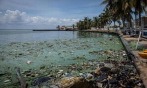 Advierten que el verdín en el Lago podría haber llegado para quedarse