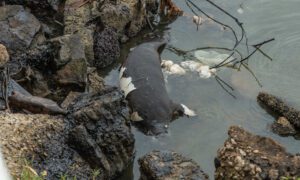 Ambientalistas hallan un manatí y un delfín muertos en el Lago de Maracaibo