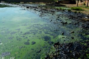 Verdín y derrames petroleros ponen en riesgo ecosistemas y comunidades