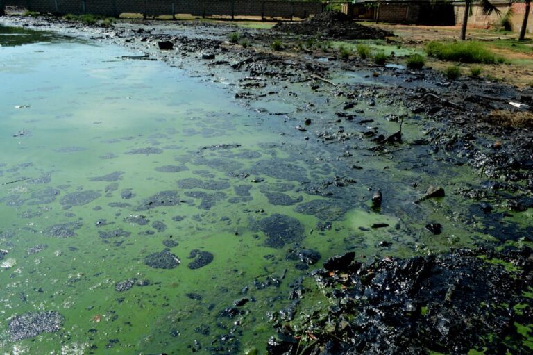 Verdín y derrames petroleros ponen en riesgo ecosistemas y comunidades